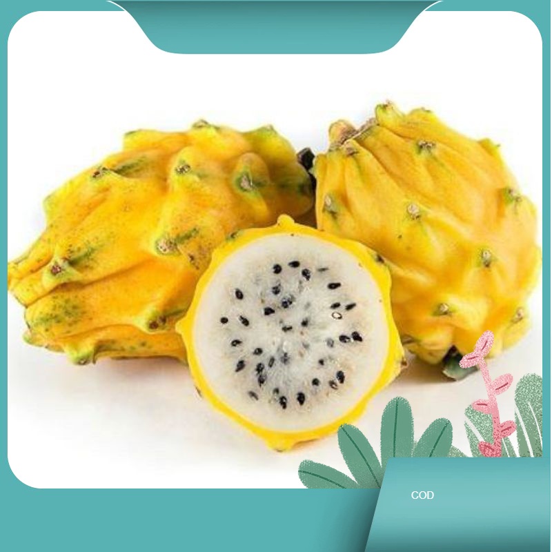 TERMURAH Bibit Buah Naga Kuning Unggul Bibit Buah Naga Kuning okulasi Bibit Buah