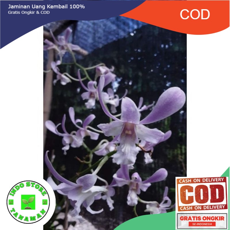 tanaman hias anggrek dendrobium  capung bali sudah dewasa (BISA COD)