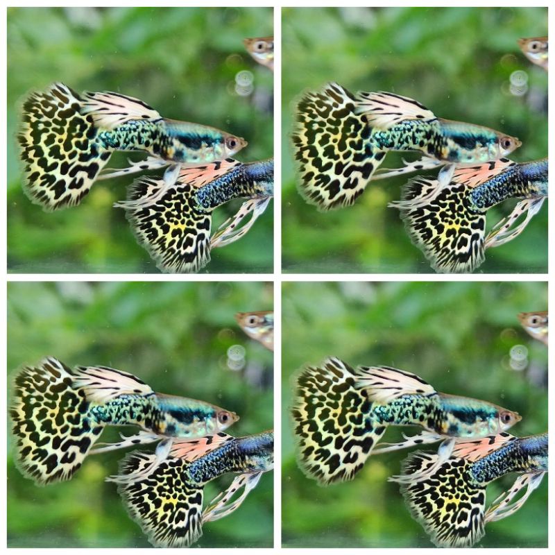

PAcking (Guppy leopard) + bonus