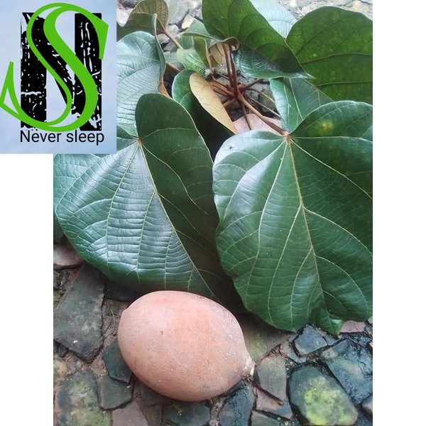 

Daun Picung Daun Keluwek perlembar fresh