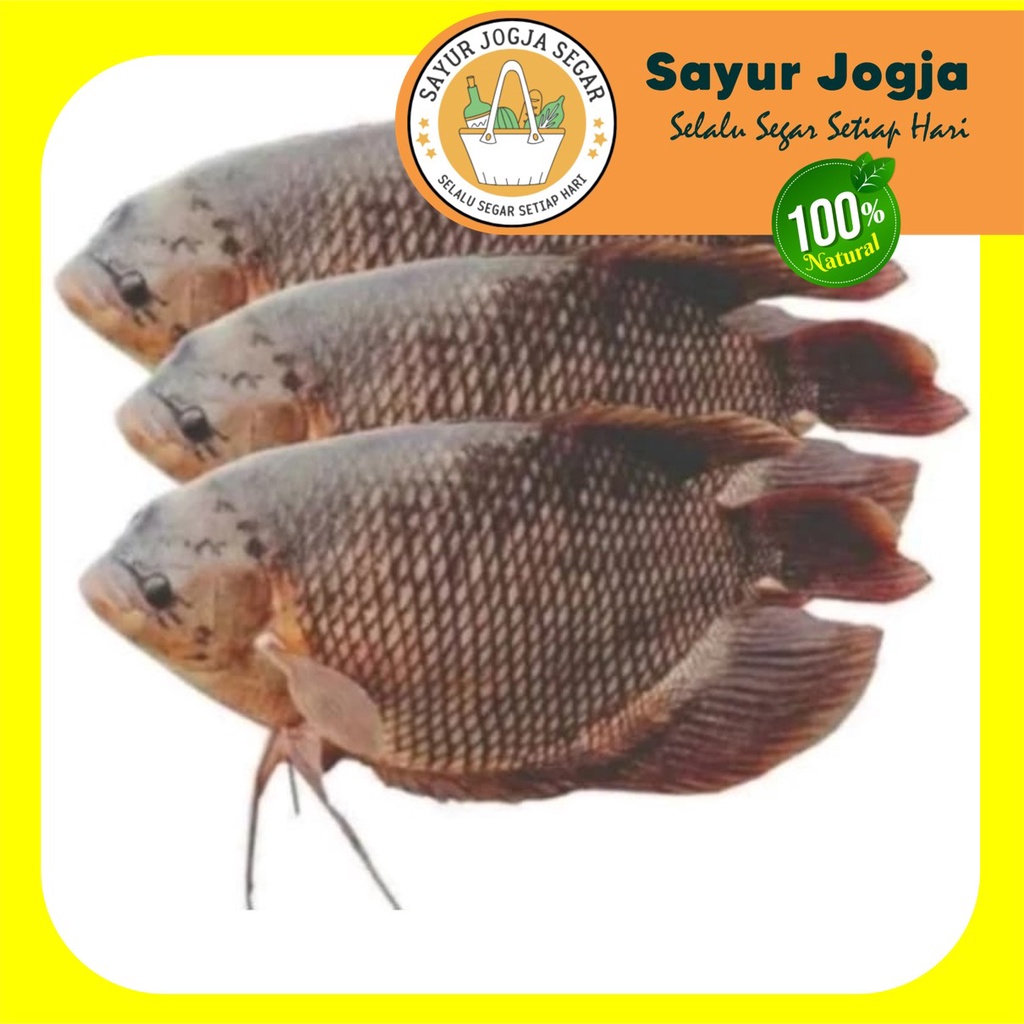 

Ikan Gurame Segar per Kg