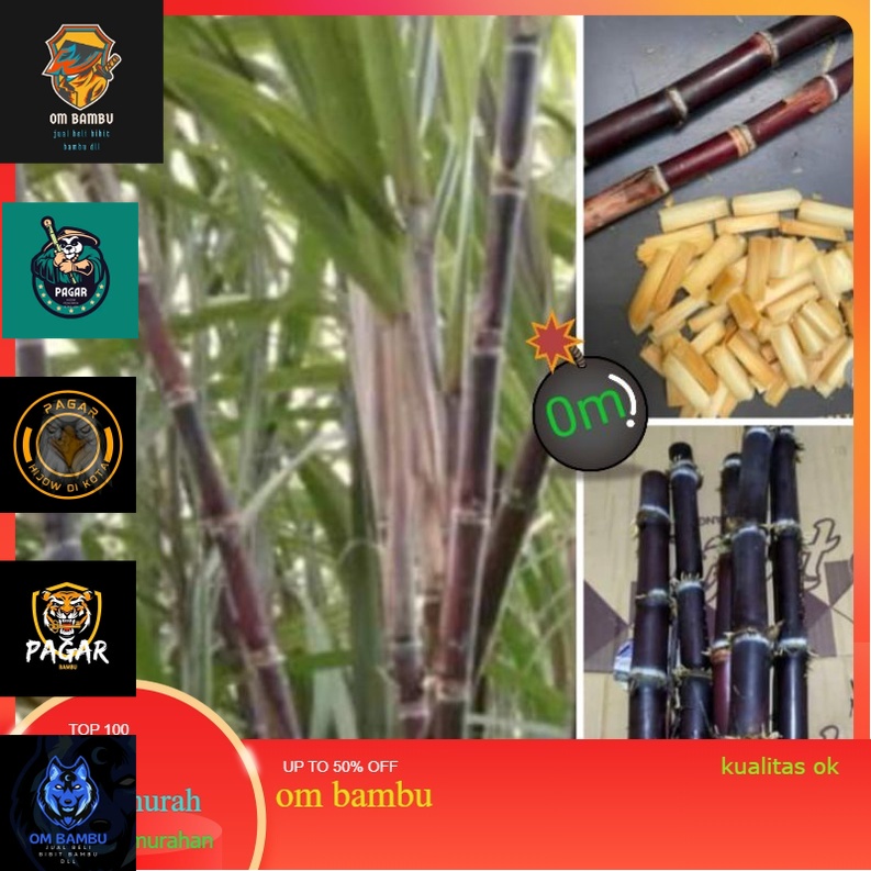 

tebu ireng tebu hitam tiwu hideng 40cm manis