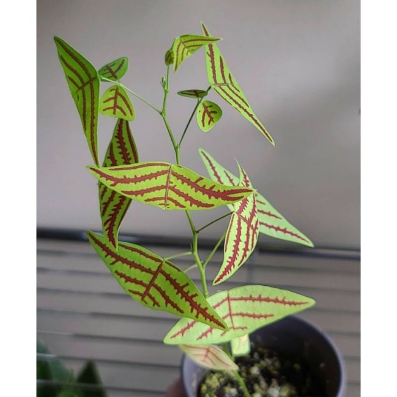 ( TERMURAH) Tanaman Hias Kupu Kupu Batik - Oxalis Bakit - Pohon Kupu Kupu Batik - Bunga Hidup Kupu K