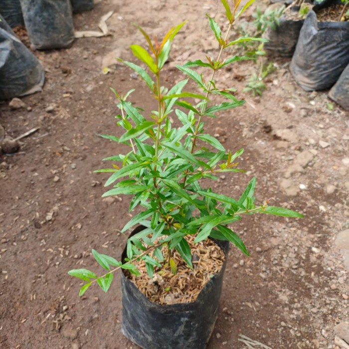 Bibit delima merah / pohon delima merah