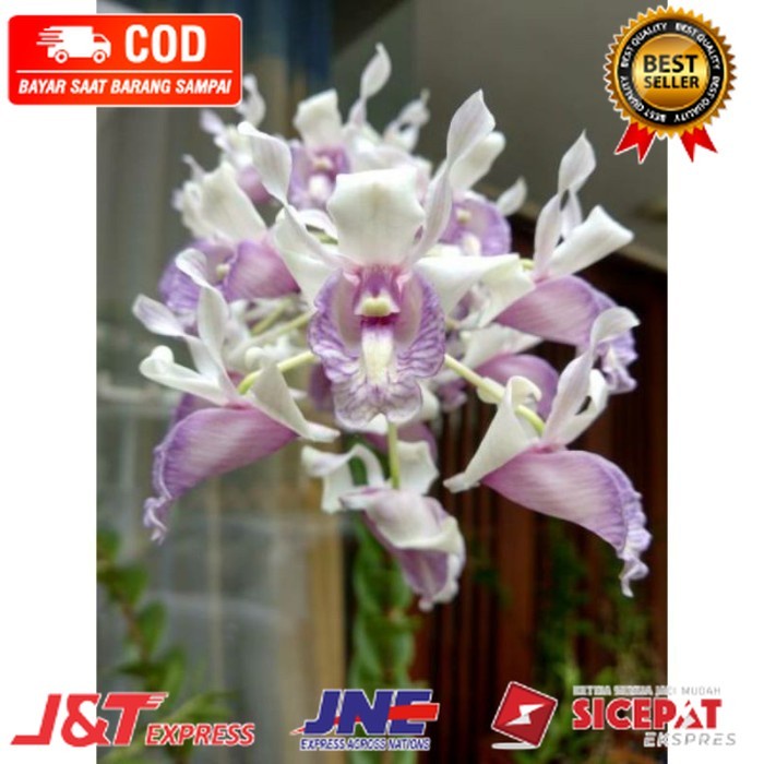 (DEWASA) Anggrek Dendrobium Nindii sp dewasa - IB