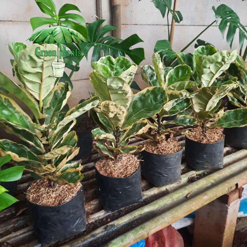 { BISA COD } tanaman hias ketapang biola cantik varigata pohon ketapang biola varigata ficus lyrata 