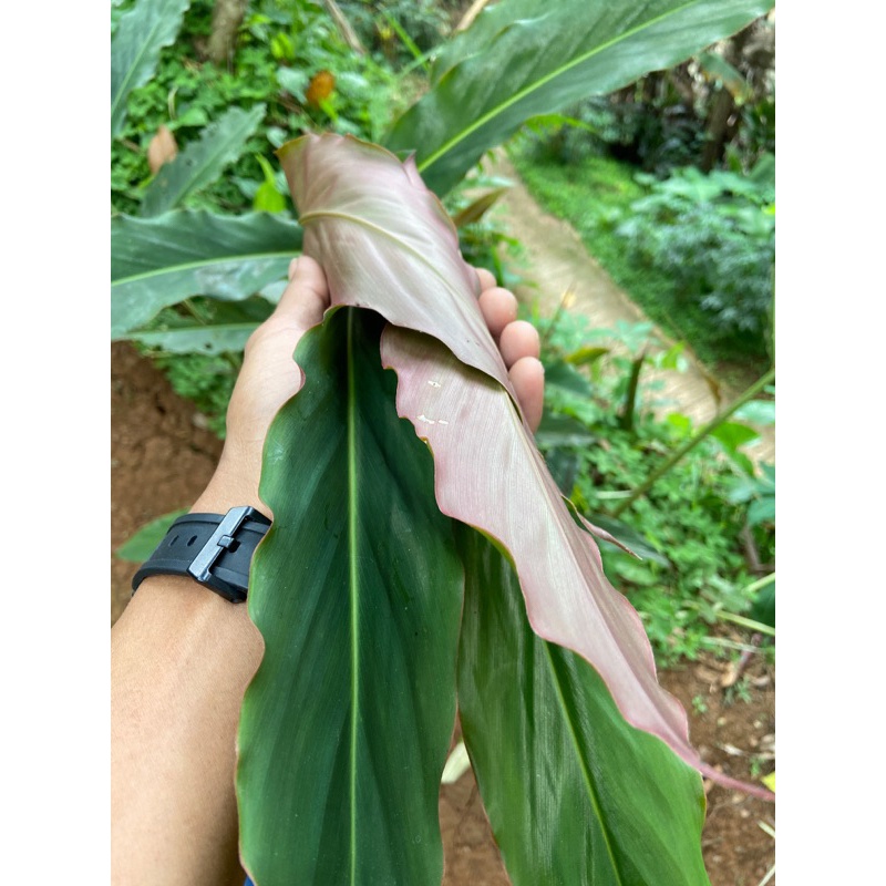 

Daun kecombrang merah/500grm daun honje merah segar