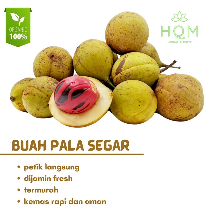 

Buah Pala Segar - Buah Pala Utuh - Organik - Petik Langsung - Fresh - pala muda