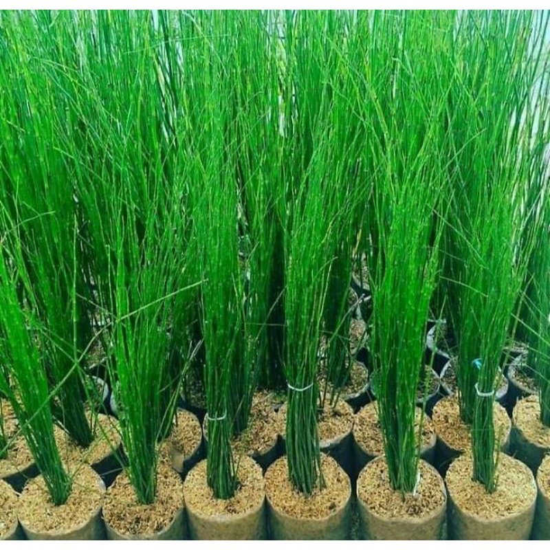 Tanaman Hias Bambu Air - Tinggi 50-65cm - Bunga Hias Hidup