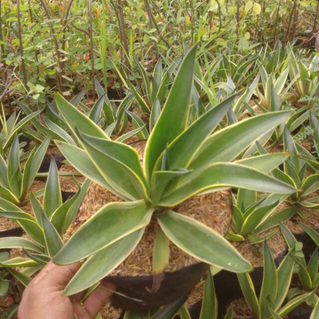tanaman hias agave king / ciklok king / mawar