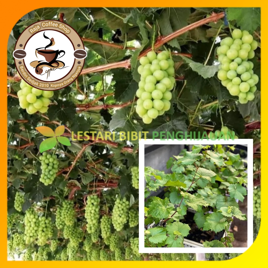 Bibit Anggur Import Shine Muscat Hasil Grafting