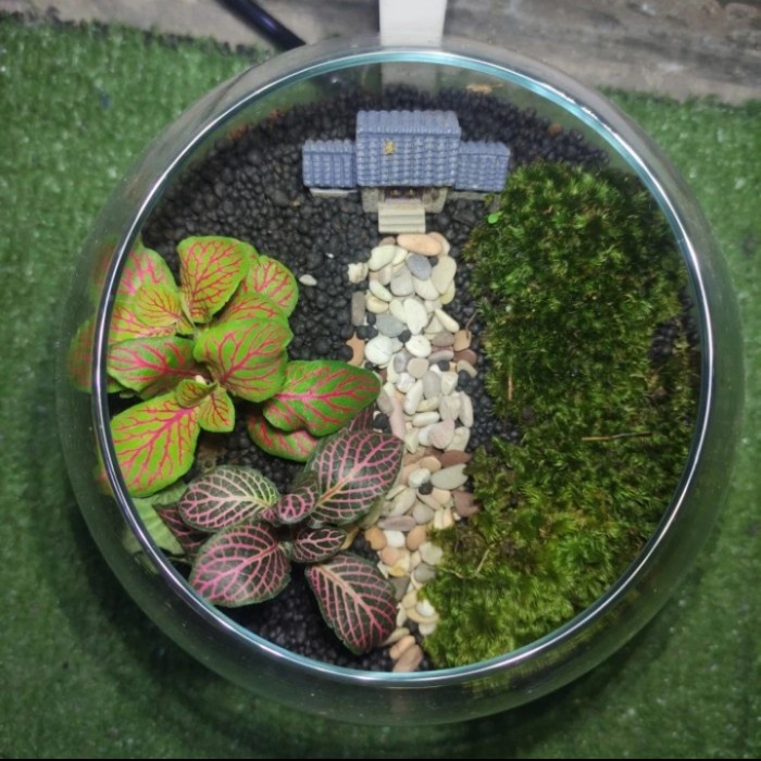 Fittoterra | Terrarium hutan simple | Terrarium KIT