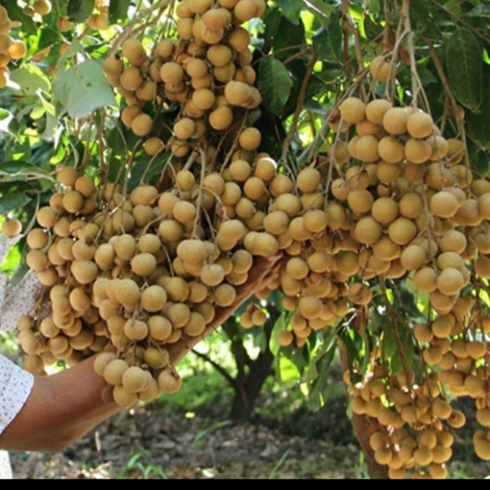 Bibit Kelengkeng New Kristal 2 Hasil Okulasi