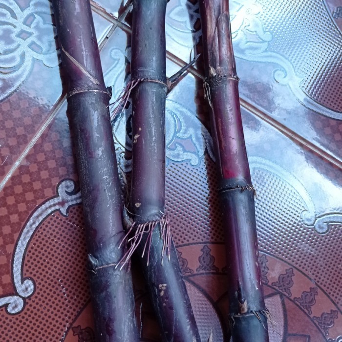 

Bibit stek tebu ireng - stek tebu hitam asli siap tanam