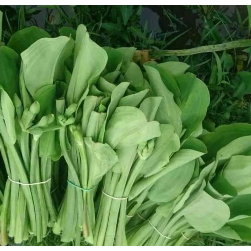 

Daun genjer sayur genjer segar 300 gram