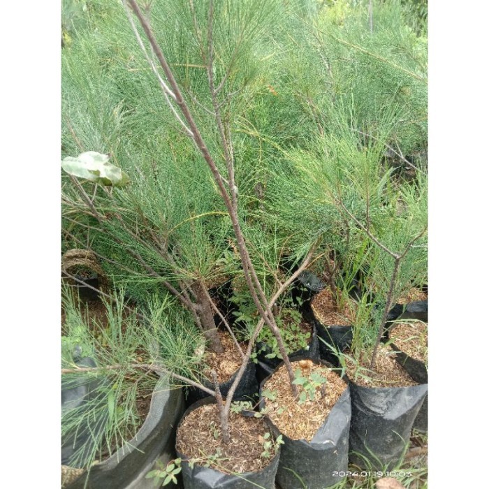 Bibit Cemara Udang / Tanaman Hias Cemara Udang