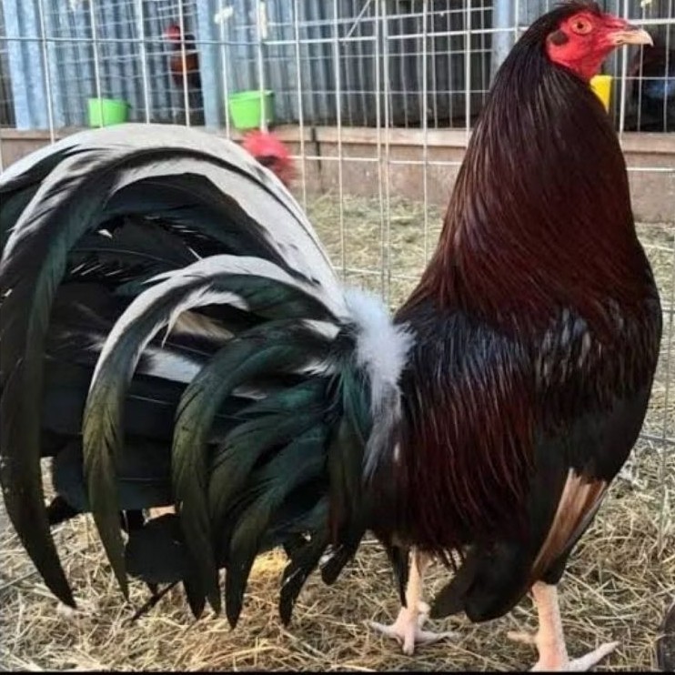 

telur ayam philipin import untuk di tetaskan