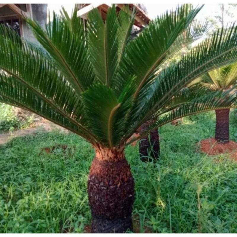 TERBARU POHON PALEM SIKAS JUMBO BERKUALITAS
