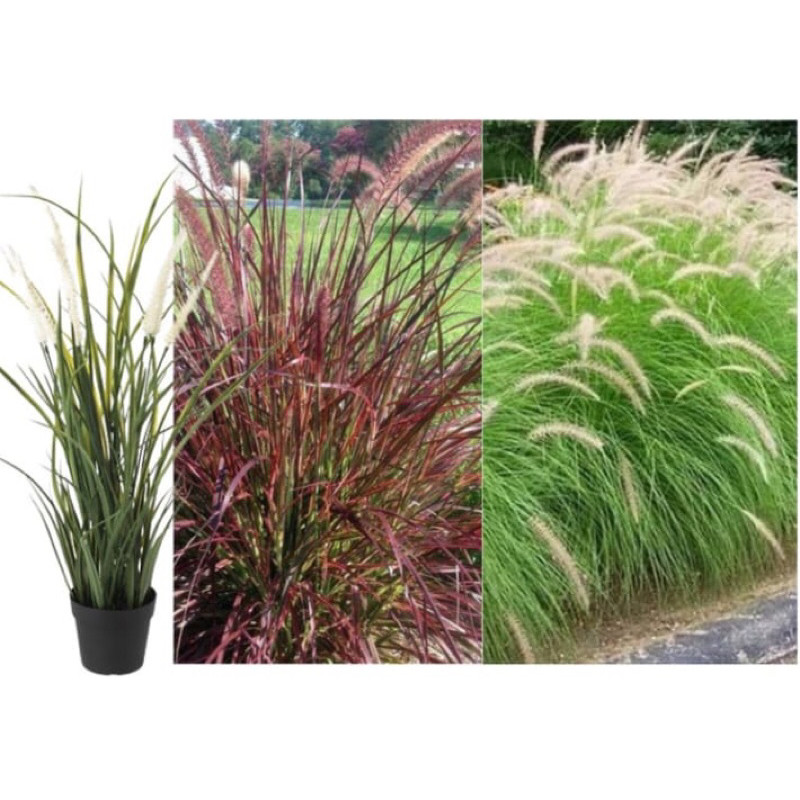 Tanaman Hias Rumput Ekor Kuda Hijau & Merah | Rumput Ilalang Hias Unik, Cocok Taman