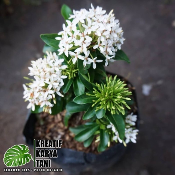 Tanaman asoka bunga putih - Soka jambon bunga putih - Asoka bunga