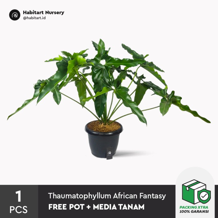 Habitart - Thaumatophyllum 'African Fantasy' Tanaman Koleksi