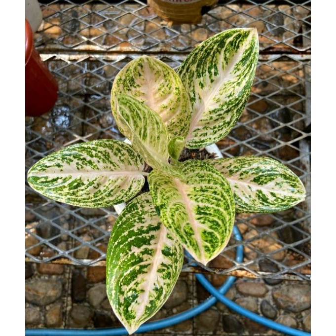 Aglonema widuri putih size S anakan / Tanaman hias aglonema widuri putih