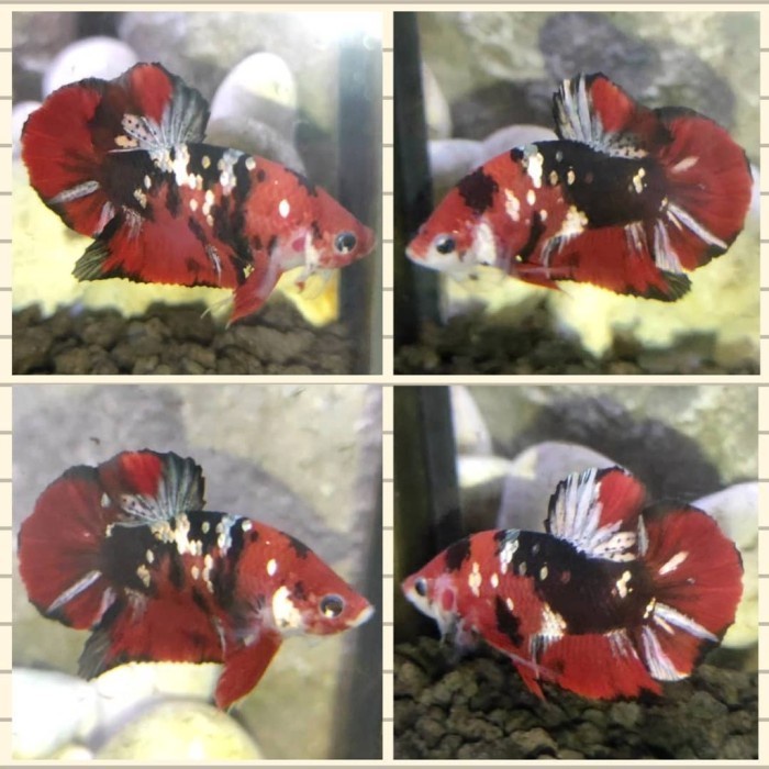 singletank cupang hias plakat red koi galaxy gold copper cooper RKC coper origina - cello