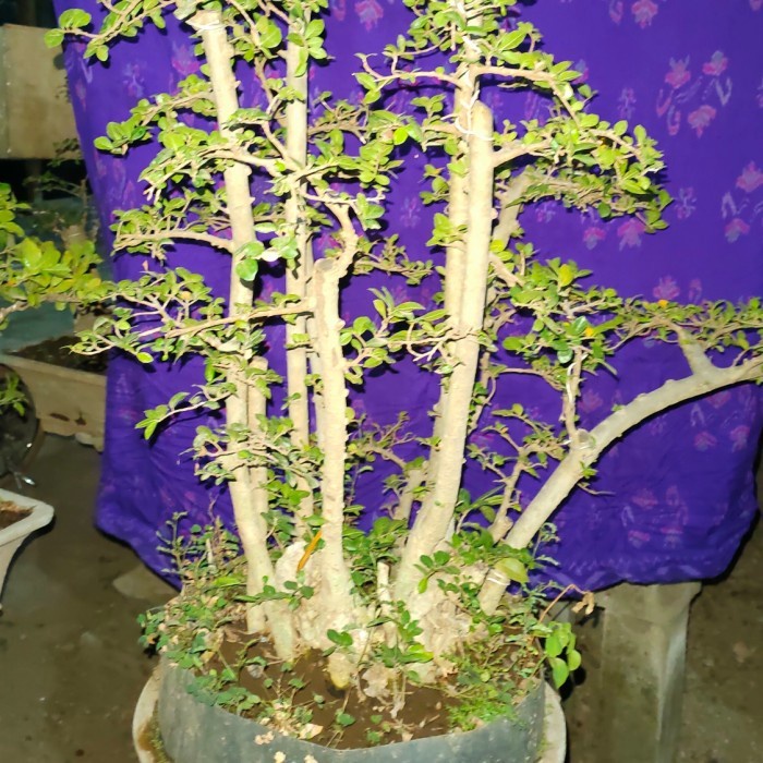 Tanaman Bonsai Serut Tinggi 60cm Grouping REAL PICT Kode 000276