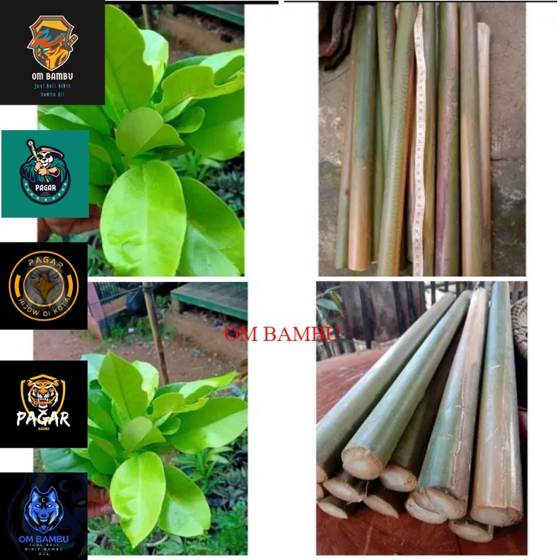 

daun jeruk bali lehang dan potongan stek comrang merah paket hemat