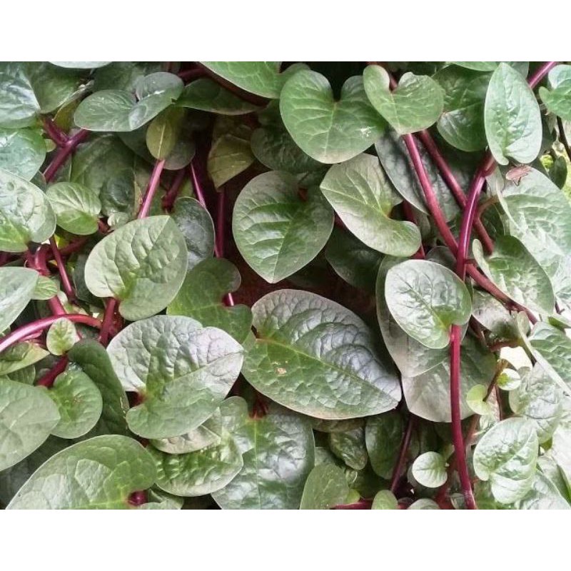 

promo 100 gram Daun Binahong Merah / ORGANIK Di petik langsung Fresh