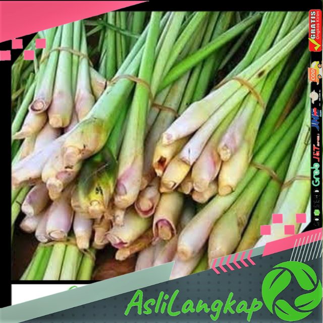 

Sereh serai Segar Bumbu Masak/Obat Herbal 250 gram
