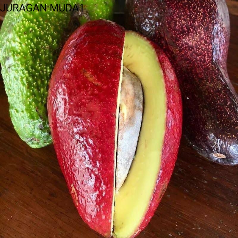 Bibit Alpukat Red Vietnam Super Genjah