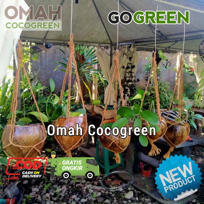 Pot Anggrek Gantung Kulit Kelapa Pot Gantung Sabut Pot anggrek Pot tanaman