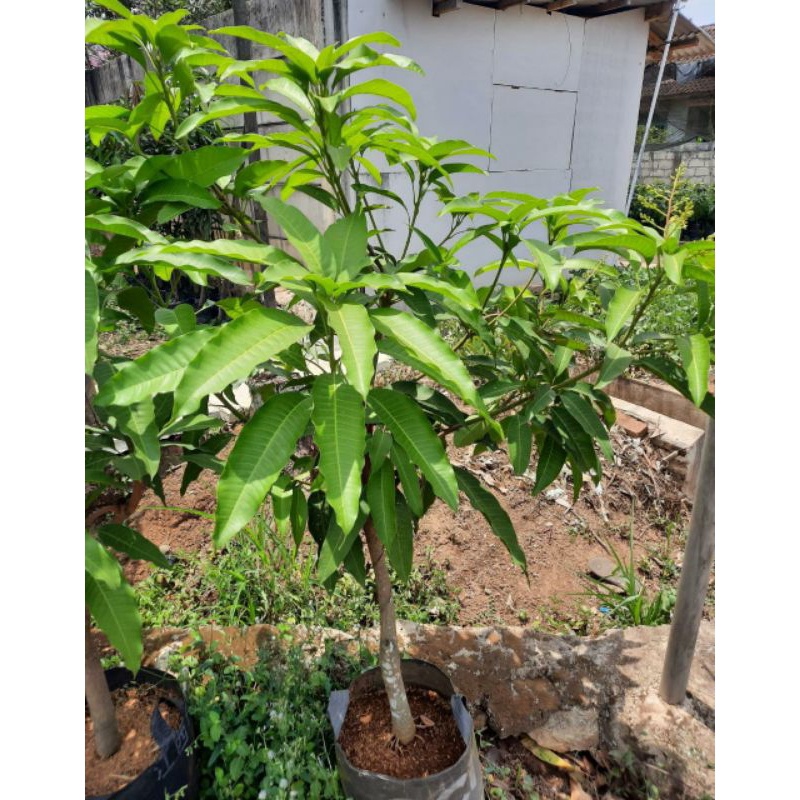 mangga chokanan siap untuk berbunga