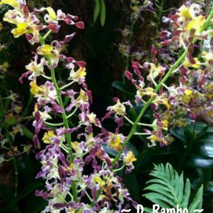 anggrek dendrobium keriting rambo kondisi spike/knop