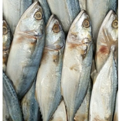 

Ikan Peda Putih Kembung Banjar