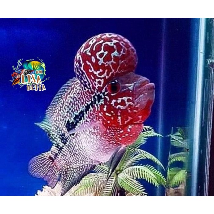 hiasan aquarium Ikan Lohan / Louhan SRD Gen Ori Thailand Boomhead Crosshead super grade