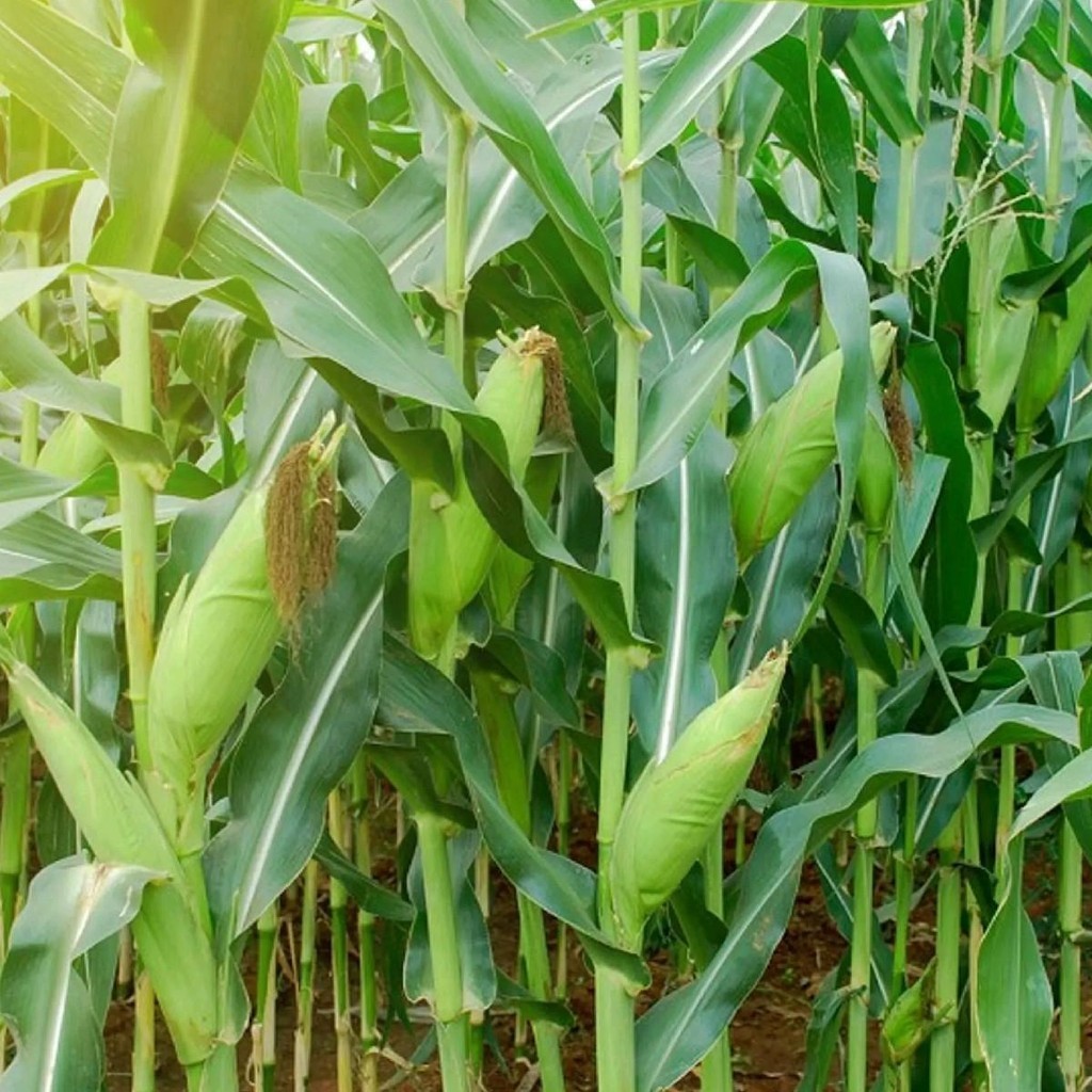 BENIH BIBIT JAGUNG MANIS 1KG terlaris