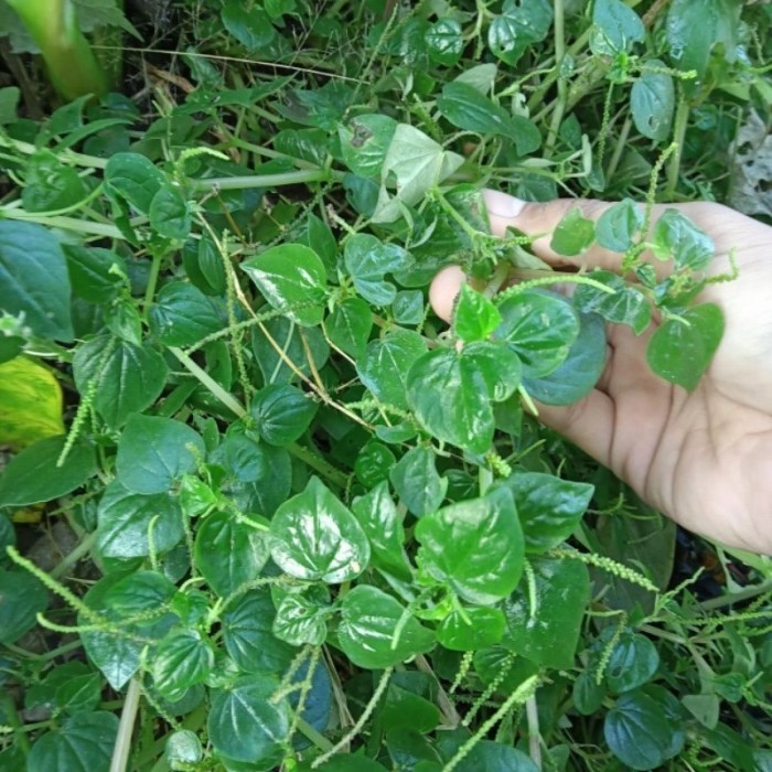 

Daun sirih cina segar - Daun cehcer kempes 200gr - Dengan Akar