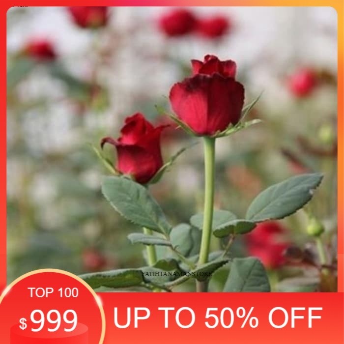 Murah Tanaman Mawar Tanpa Duri