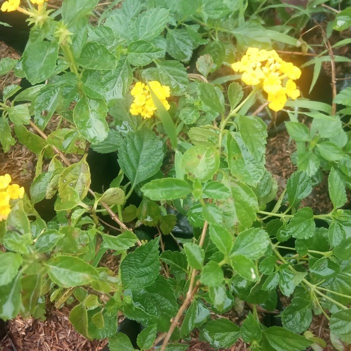 Murah tanaman hias bunga lantana bunga putih dan kuning