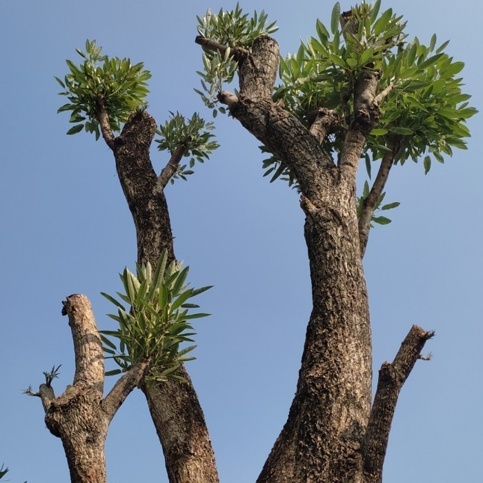 Murah Tabebuya kuning ukuran besar tinggi 4-5 meter