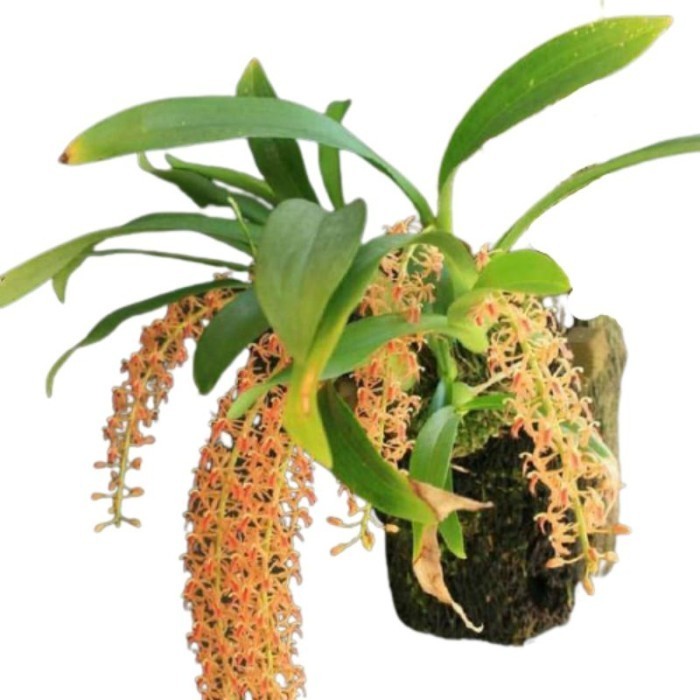 Belanja disini Tanaman hias anggrek liparis hutan SPIKE SIAP BERBUNGA Cbh .........