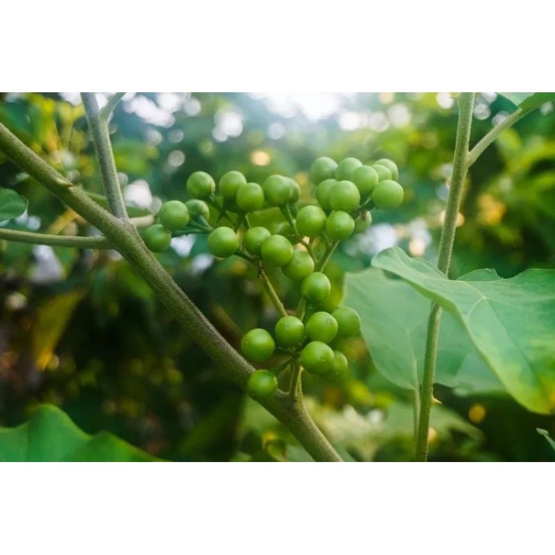

cepokak/cokak/pokak 500g