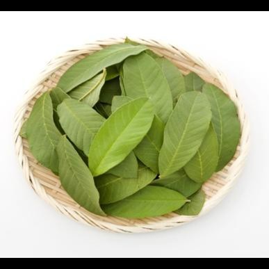 

Bisa COD Daun Jambu Biji -herbal fresh