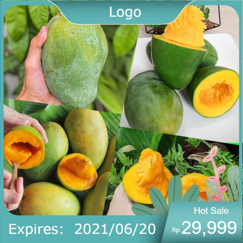 Bibit Mangga Alpukat Superunggul
