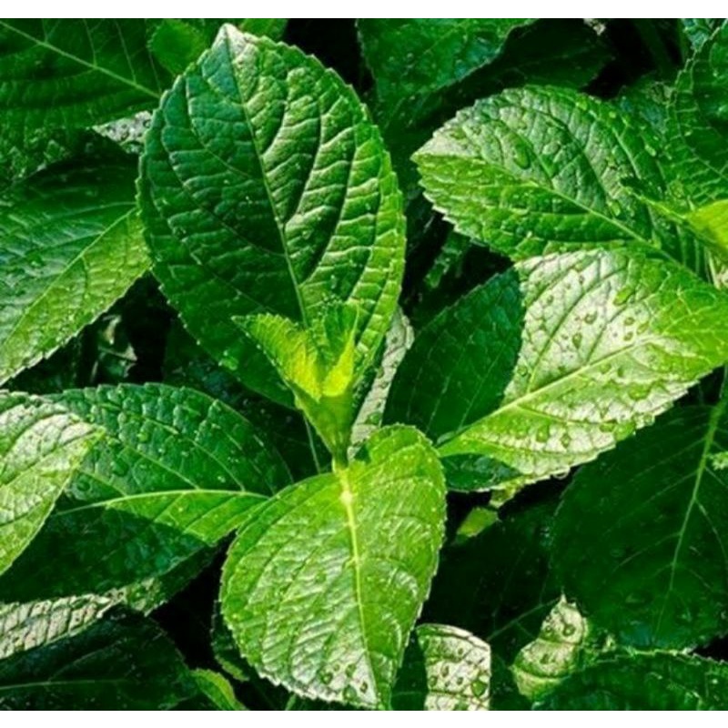 

Daun Keji Beling Segar 1kg presh