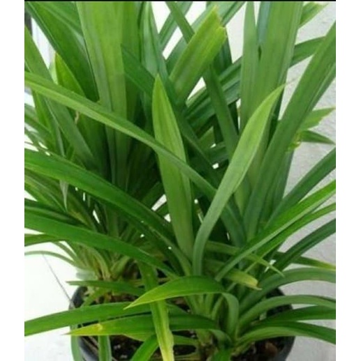 

Promo Promo Daun Pandan wangi segar 1