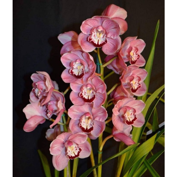 Anggrek cymbidium pink beauty-bunga anggrek cymbidium hidup-kembang-perlengkapan rumah-anggrek-tanaman hidup -tanaman hias hidup-bunga hias-bunga hidup