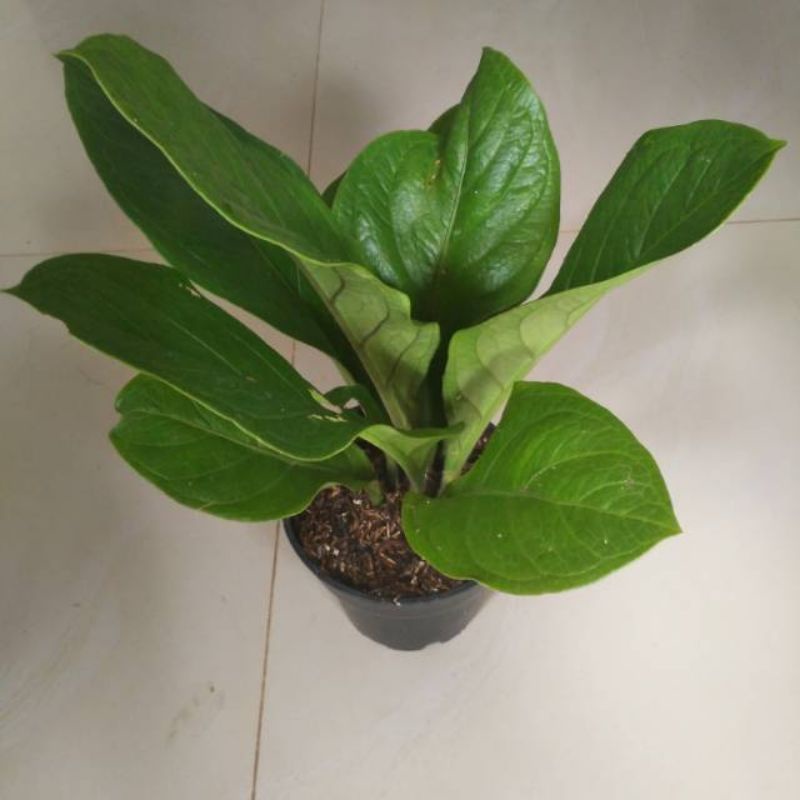 Tanaman murah - Tanaman Hias Anthurium Supernova - Antorium jemani supernova Tanaman Hidup-,Bunga Hi